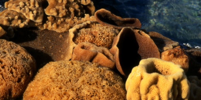 DODECANESE-KALYMNOS
©CLAIRY MOUSTAFELLOU
Pothia ,sea sponges